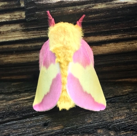 Moth Lighting - logo